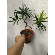 Bonsai Podocarpus plant (shaped)