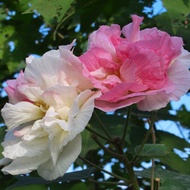 Anak Pokok Hibiscus Mutabilis Bunga Raya Laki Pukul Bini Single / Double