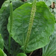 SPOON LEAF FRESH KI VEIN/ 250 GRAMS