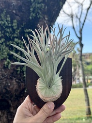 皮革製 P. veitchii Auburn River 澳銀鹿角蕨-送禮/收藏