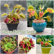[Easy to grow in Malaysia] 50pcs Rare Venus Flytrap Plant Seed Flower Seeds for Gardening Bonsai Seeds for Planting Flowers Air Purifying Indoor Plants Real Plants Ornamental Potted Live Carnivorous Plant Seed Home Garden Flowers Seeds benih pokok bunga