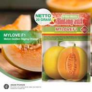 (1 PACK) Benih Melon MYLOVE F1 Melon Golden Daging Oranye Hibrida Seeds - Bintang Asia - 20 GRAM