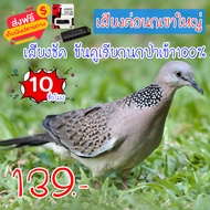 เสียงต่อ นกเขาใหญ่ แฟลชไดร์ฟเสียงนกเขาใหญ่ สำหรับต่อหรือล่อนกป่า ความยาว 10 ชม.เสียงดัง เสียงใสกังวา