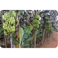 Anak Pokok Pisang Raja