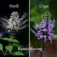 Bibit Tanaman Hias Bunga Kumis Kucing Ungu (Orthosiphon aristatus) - Tanaman Herbal Kumis Kucing Ung