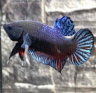 ปลากัดมาเลลูก100 ชุด vip 77