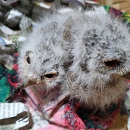 burung hantu anakan lolohan
