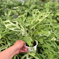 TKL - Monstera Adansonii Mint Variegated/Mint Variegated Swiss Cheese Plant 薄荷仙洞锦