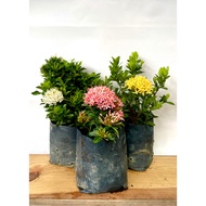 [READY STOCK] Ixora Mini Bunga ixora 仙丹花 landscape plant Outdoor plant