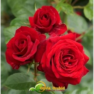 Bunga Mawar Holland red rose Harum Bunga Mawar Asli Hidup  Bunga Mawar Import Hidup Bunga Mawar Super Wangi Tanaman Bunga - Bunga Mawar Siap Berbunga