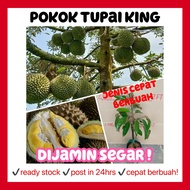 RINA • pokok tupai king • kawin durian D214 cepat berbuah kebun premium squirrel king outdoor fruit 