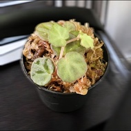 <SG ready stock> Begonia lichenora – Rare Miniature Begonia | Terrarium & Houseplant, terrariums , j
