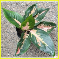 ☸ ☇◑ ✓ Aglaonema Plants Varieties