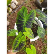 Alocasia ilustris / pokok hidup