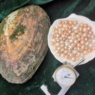 Natural Freshwater Pearl Clam Living River Clam Multi-Bead Clam Ready Stock Live Room
