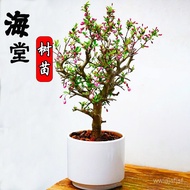 （Spot Goods）Begonia Potted Four Seasons Blooming Weeping Begonia Bonsai Tree Seedling Begonia Flower