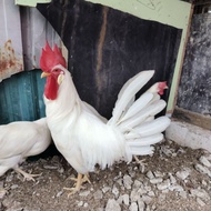 White Leghorn/WL (Purebreed) High Gred 白来航雄鸡