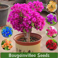 [Easy to grow in Philippines] Bougainvillea Seeds for Planting Flowers (Mixed Color 70 Seed) Bonsai Flower Seeds for Gardening Outdoor Flowering Plants Seeds for Garden Ornamental Potted Bougainvillea Live Plant Indoor Plants Real Plants buto ng bulaklak