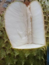 CÂY  GIỐNG MÃNG CẦU XIÊM THÁI LAN KHÔNG HẠT [ SIÊU SỚM ] [ GHN Express ]