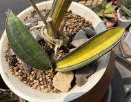 虎尾蘭錦 球棒錦2葉側芽