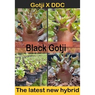 Adenium Black Gotji (5 Seeds). Thailand origin. Latest hybrid and limited stock. Ready stock in Msia