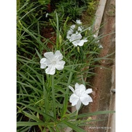 Bunga Ruellia Putih Pokok Renek / Anak Pokok Tinggi / White Ruelia Plants Outdoor