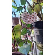 Hoya Dasyantha Hoya Spesis