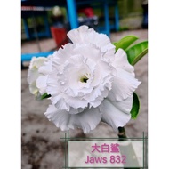 adenium kemboja IDjaws832 富贵花大白鲨832