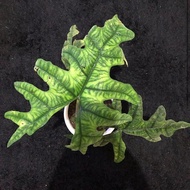 DISKON TERBATAS Alocasia jacklyn sp. Sulawesi.