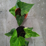 tanaman hias Anthurium Pterodactyl Variegata paketan 2 pot 55