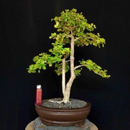 Tanaman Hias Mini Bonsai Pohon Hokiantea Hokianti