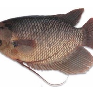 ikan gurame hidup 1 kg