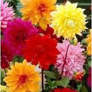 (3) Beautiful Flowering Blooms Dahlia Decorative Mix Bulb/Rhizome/Root/Plant Perennial
