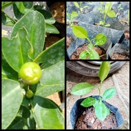 pokok limau kasturi (anak pokok)