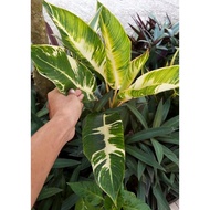 (Ukuran Besar) Heliconia Indica Bangkok Striata Yellow Variegata/Pisang-Pisangan