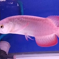 ikan arwana silver red