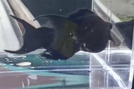 Black molly cawang makan pelet