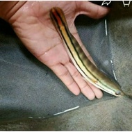 ikan TOMAN Galak size 10-12cm