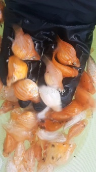 Gold White Ballon Molly Fish