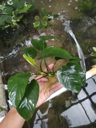 anubias Nana mp tanaman aquascape