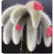Fox Tail Monkey Tail Live Cactus
