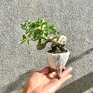 小品盆栽-米葉壽娘子 盆景