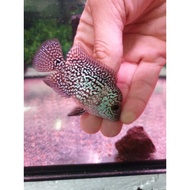 flowerhorn kamfa 2inch