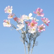Simulation Flower Grid Mulberry Flower Cosmos Single Branch Hair Planting Cosmos Fake Flower Home De