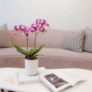 【蘭花盆栽】紫星蝴蝶蘭盆栽(小) 開幕送禮 過年送禮 升遷送禮