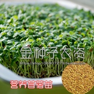 Alfalfa sprout seed Alfalfa sprout seed Vegetable seed wholesale vegetable seed seed