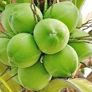 Bibit Buah Kelapa Wulung Genjah 100%Asli | Kelapa Wulung Genjah