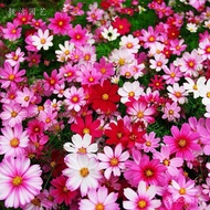 Gesang Flower [Cosmos Seeds] 2,000 Gesang Flower [Cosmos Seeds] Balcony Courtyard Indoor Potted Plan