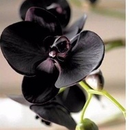 ap promo - anggrek dendrobium bunga hitam papua