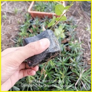 ❡ ◹ ♀ Ficus pumila or creeping fig (roots and soil intact)